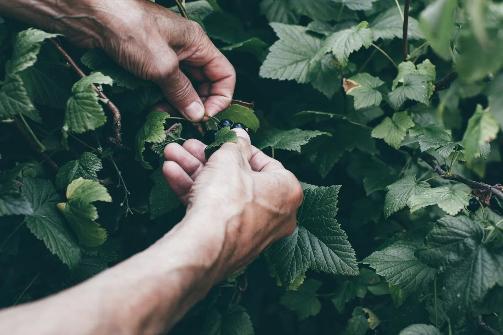Hands holding herbs picked from the garden