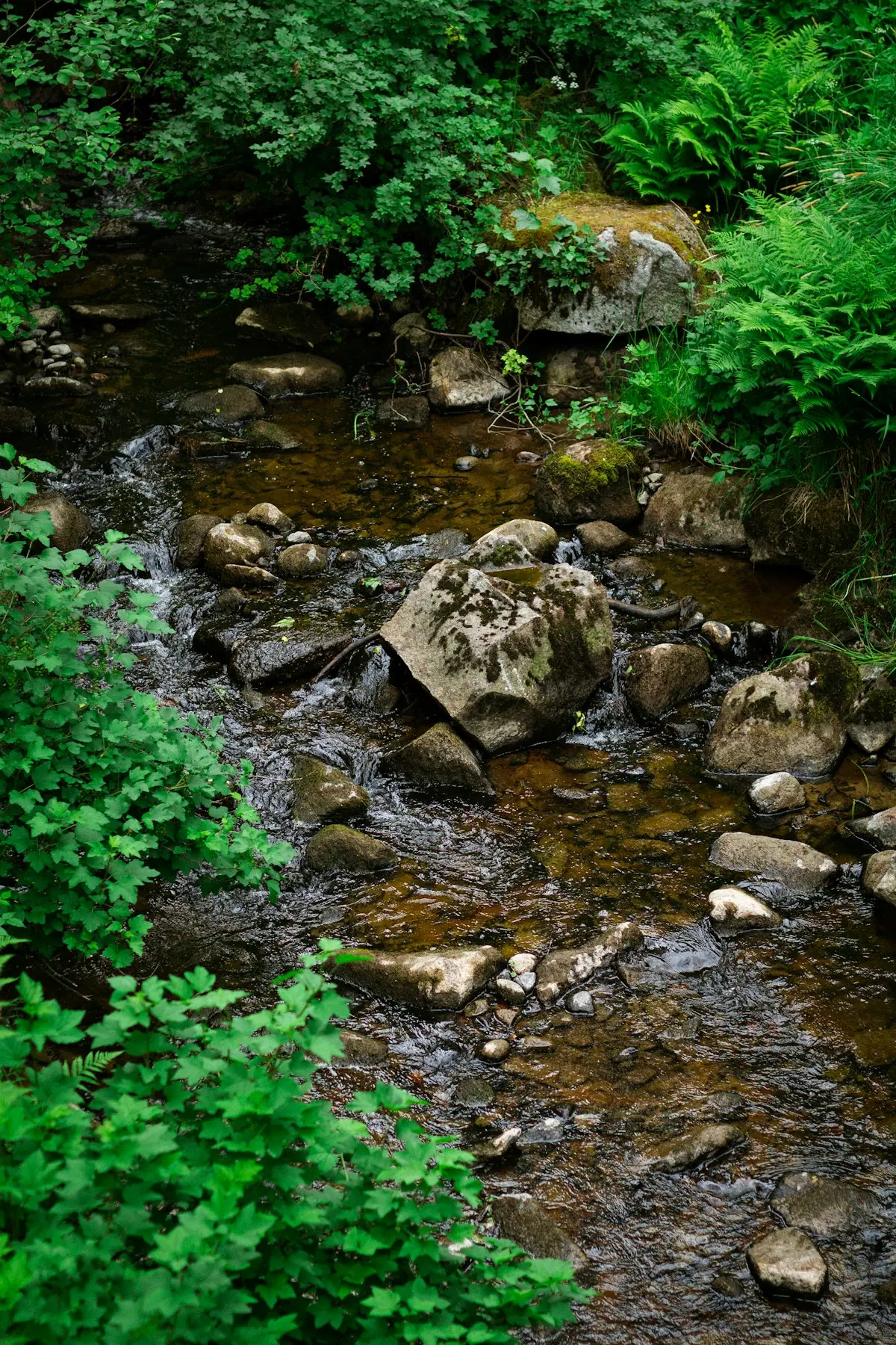 A stream running over rocks through forest