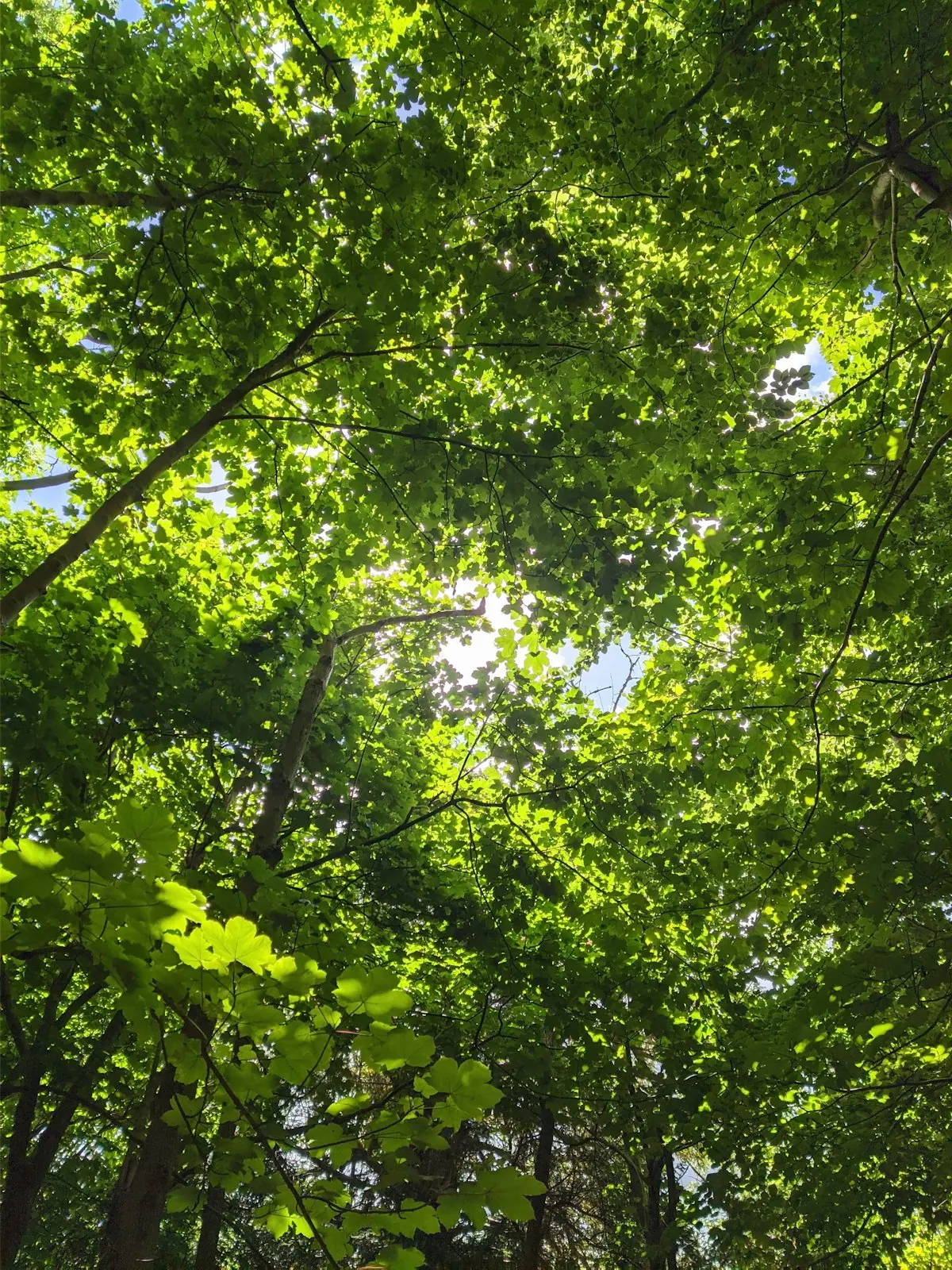 Sunlight filtering through a green forest canopy