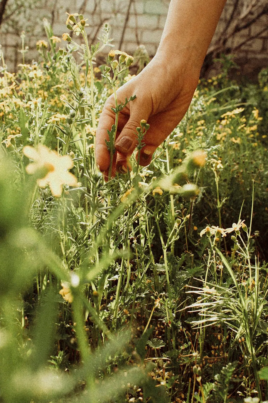 Herbs being picked from the kitchen garden